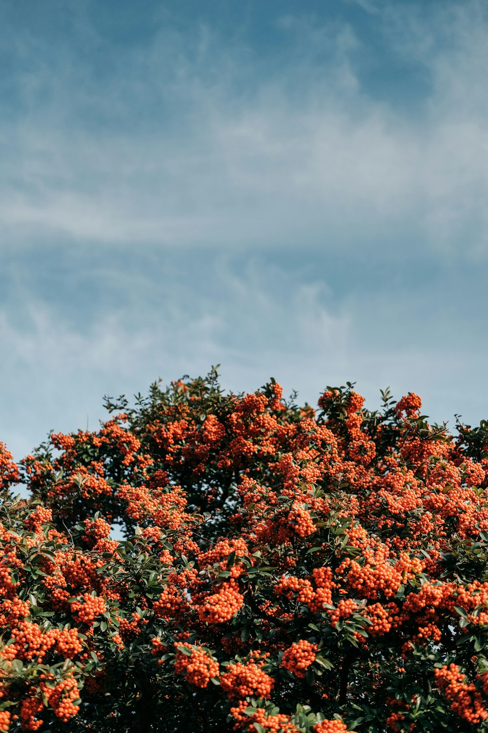 a tree with orange flowers in the foreground and a blue sky in the background