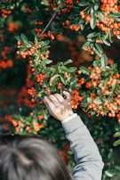 A child’s hand reaching out to touch a pine needle, capturing a moment of wonder.