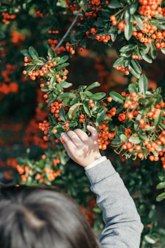 A toddler reaching out to touch colorful leaves in a sunlit garden.