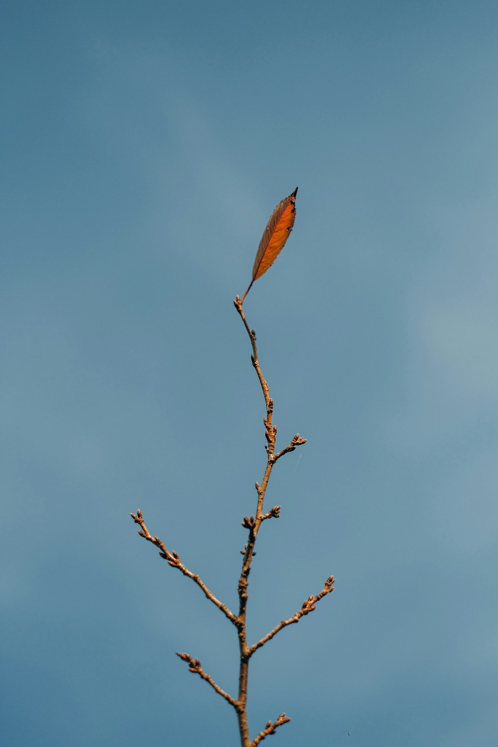 a leaf on a tree branch against a blue sky