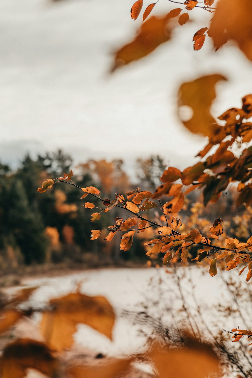 a leafy tree with a body of water in the background