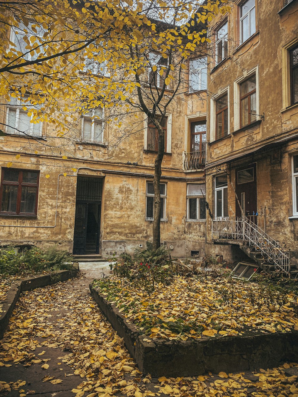 a tree with yellow leaves in front of a building