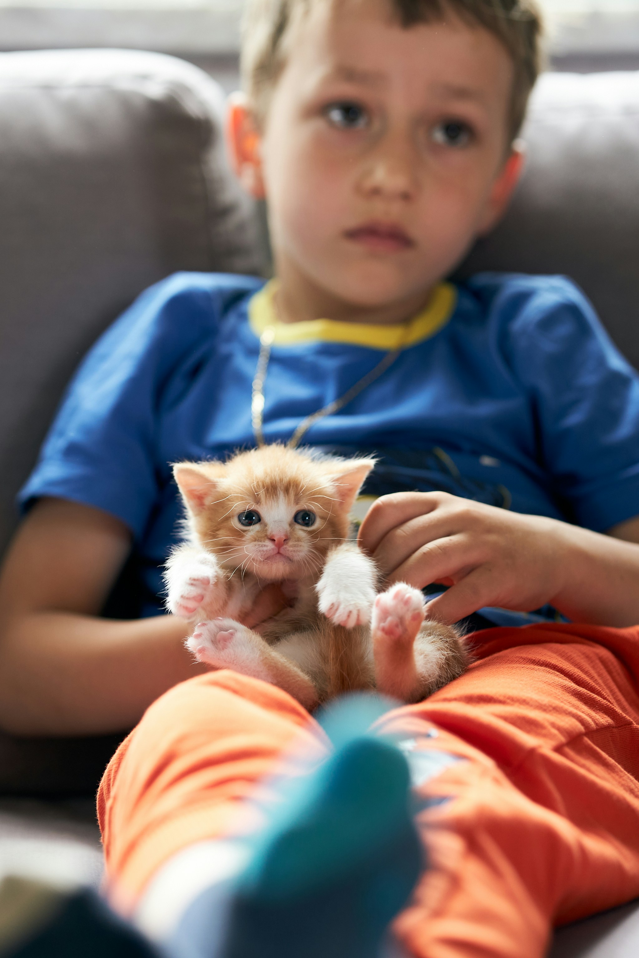 5 Kitten Behavior Training Tricks for Safe Play Around Children