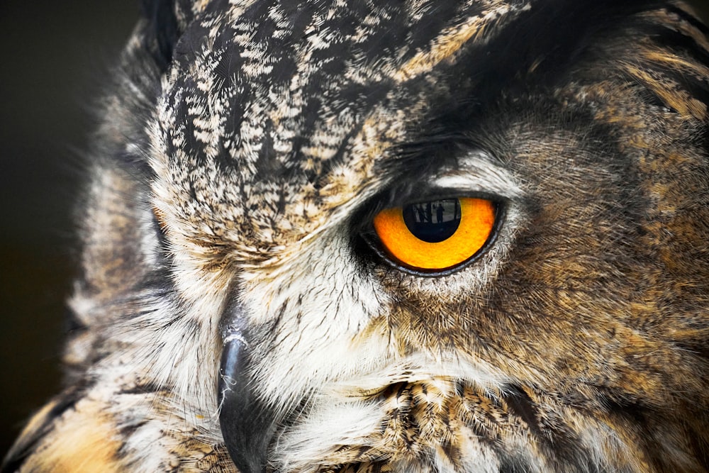 a close up of an owl with yellow eyes