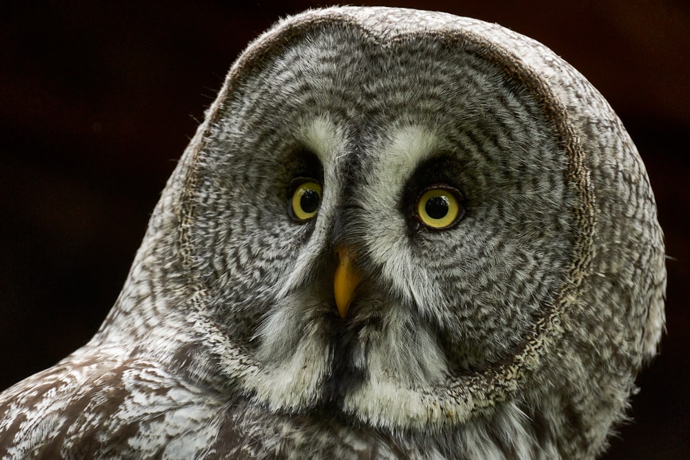 a close up of an owl with yellow eyes