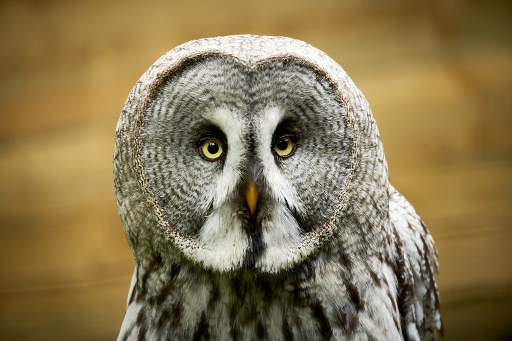 a close up of an owl with a blurry background