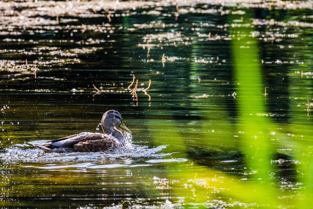 a duck is swimming in the water