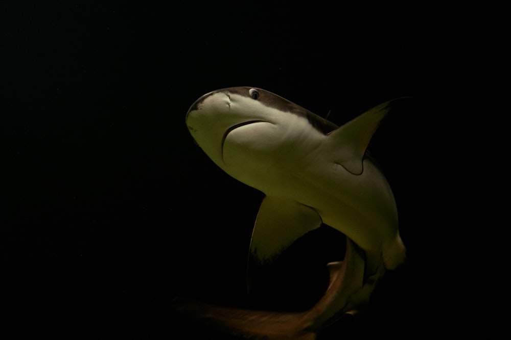 a close up of a fish in the dark