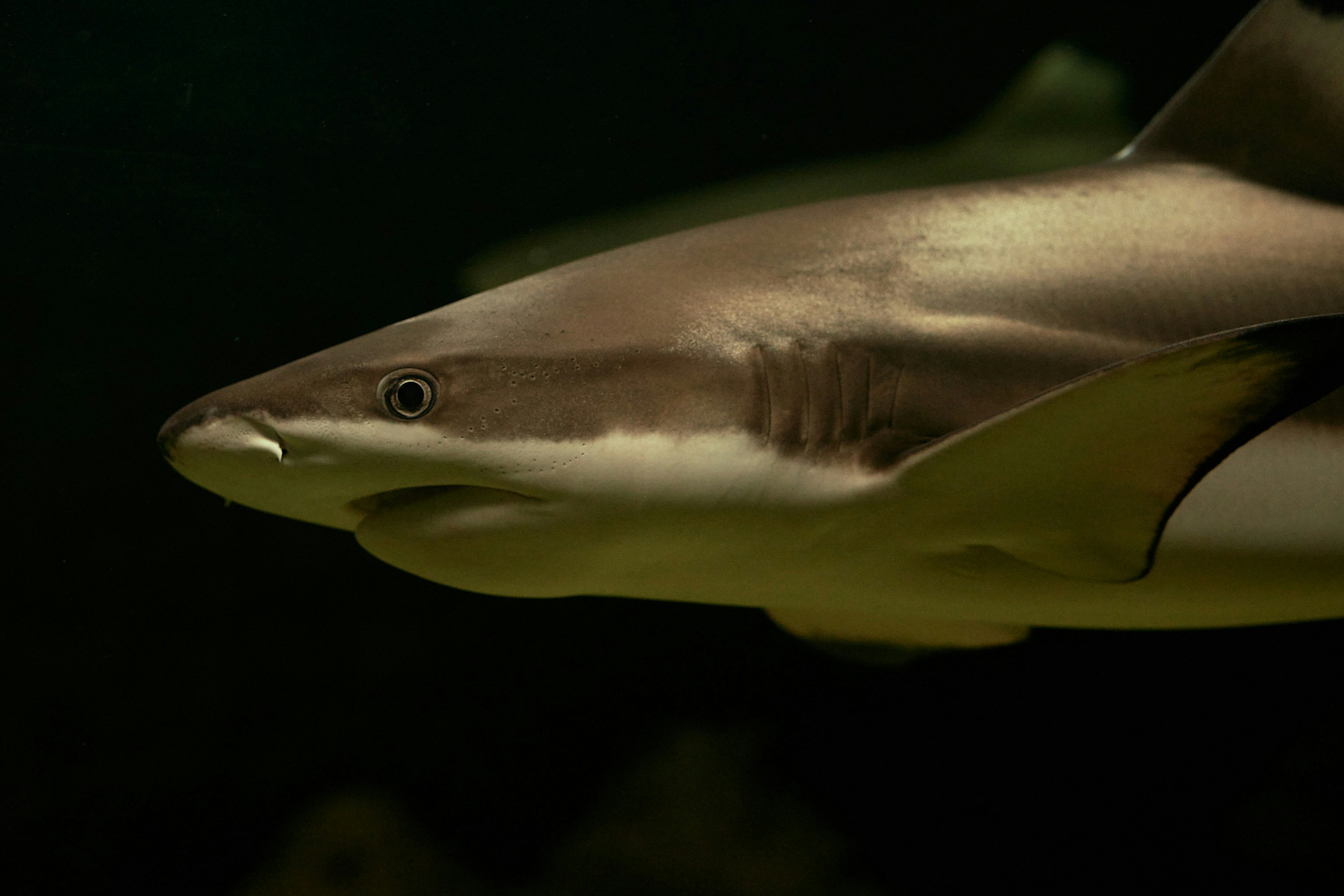a close up of a shark swimming in the water
