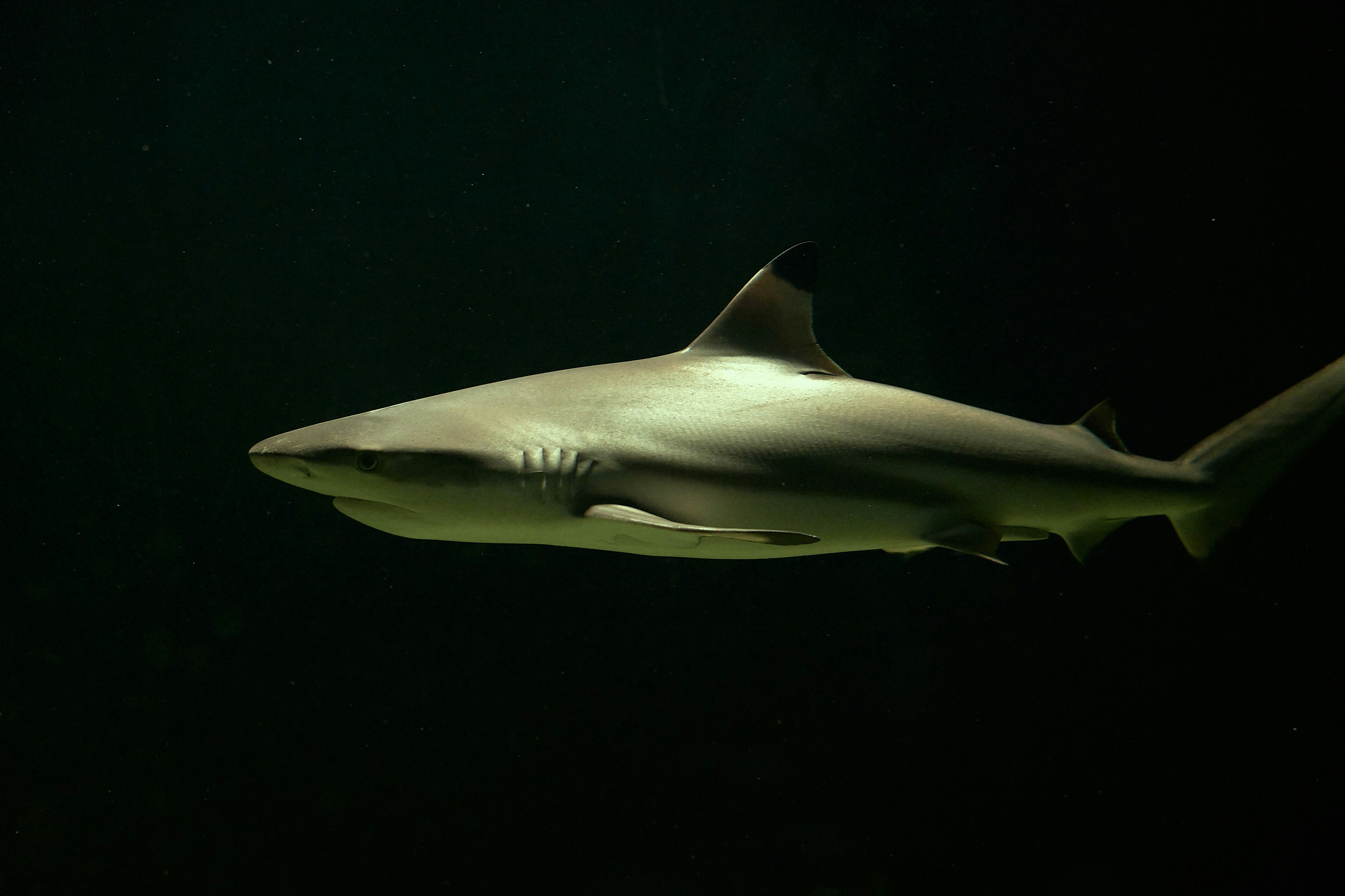 a large white shark swimming in the water