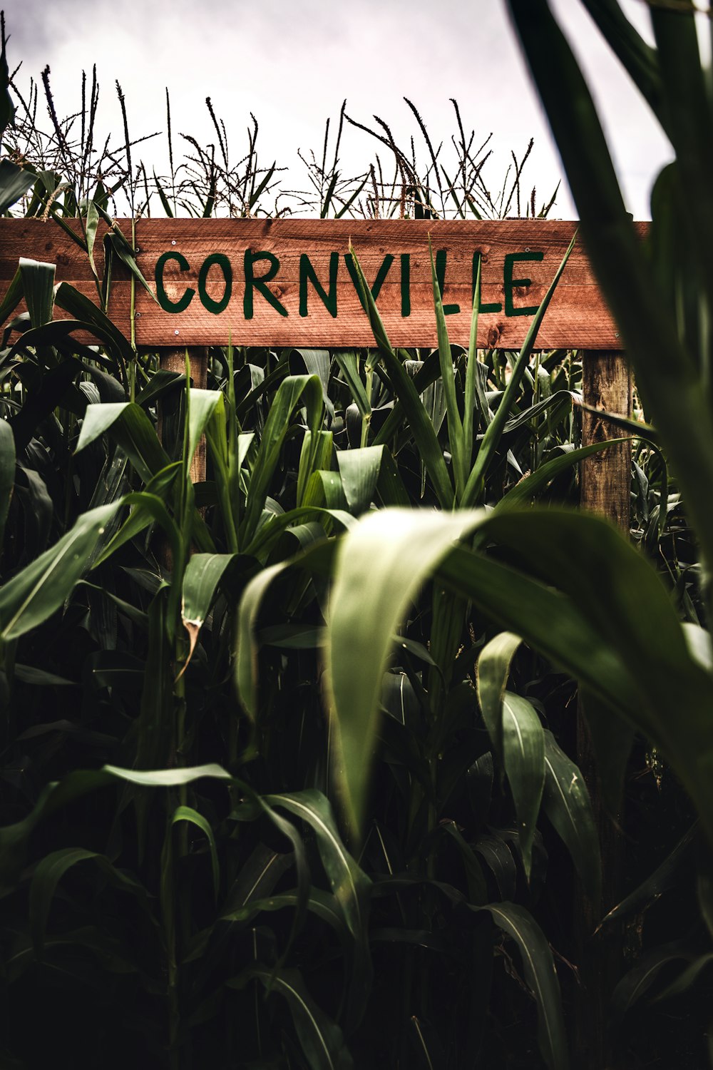 a corn field with a sign that reads cornville