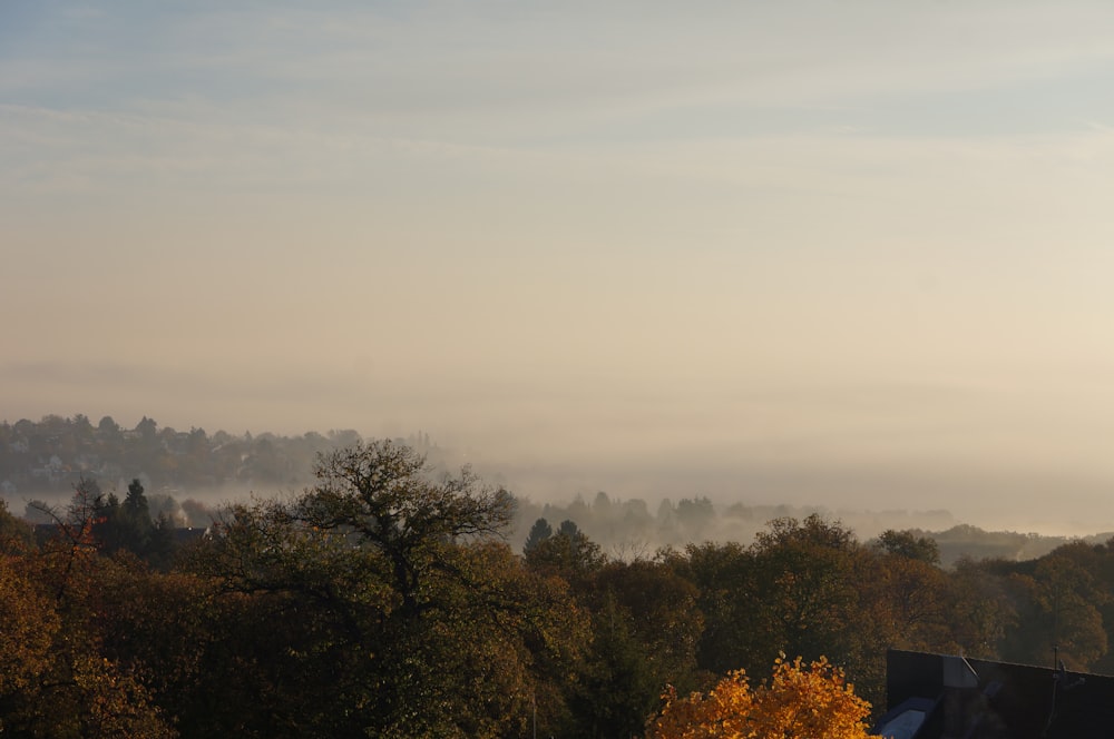 a view of a foggy forest from a hill