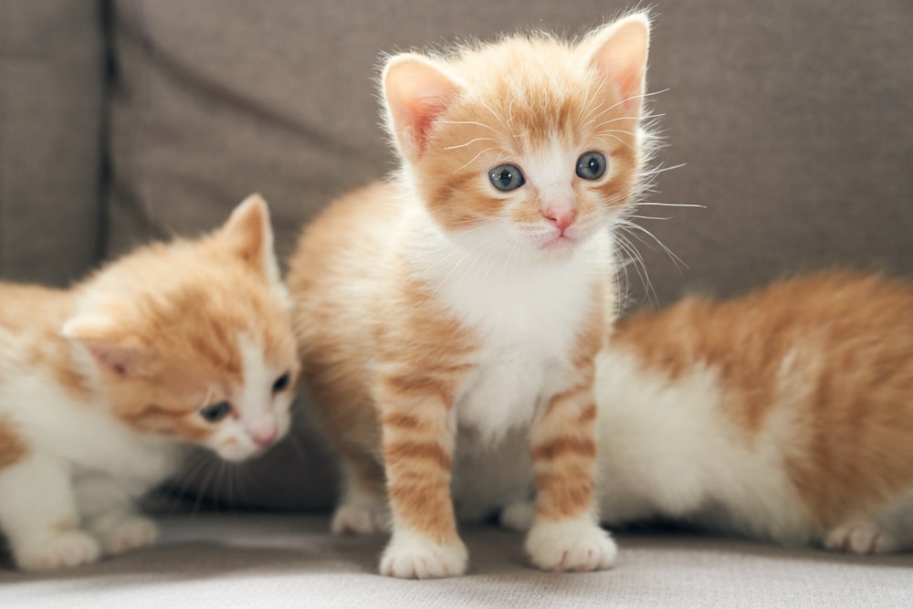 an orange cat looking at the camera