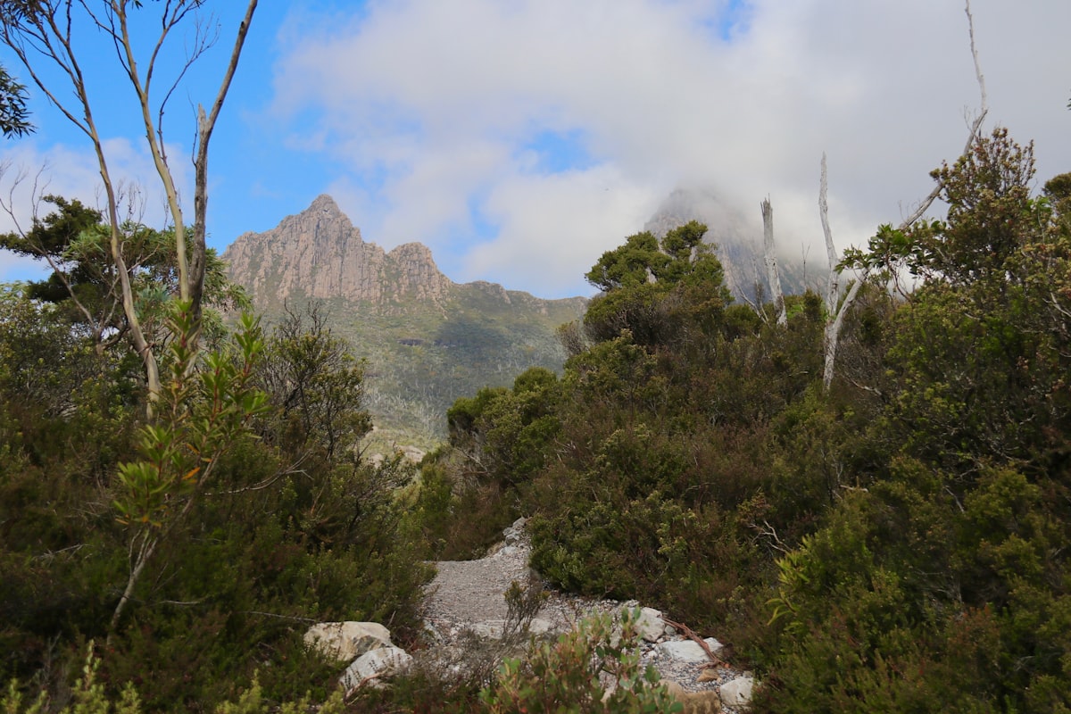 Jagged dolerite summit of Cradle Mountain emerging from cloud above scrub and a rocky walking track