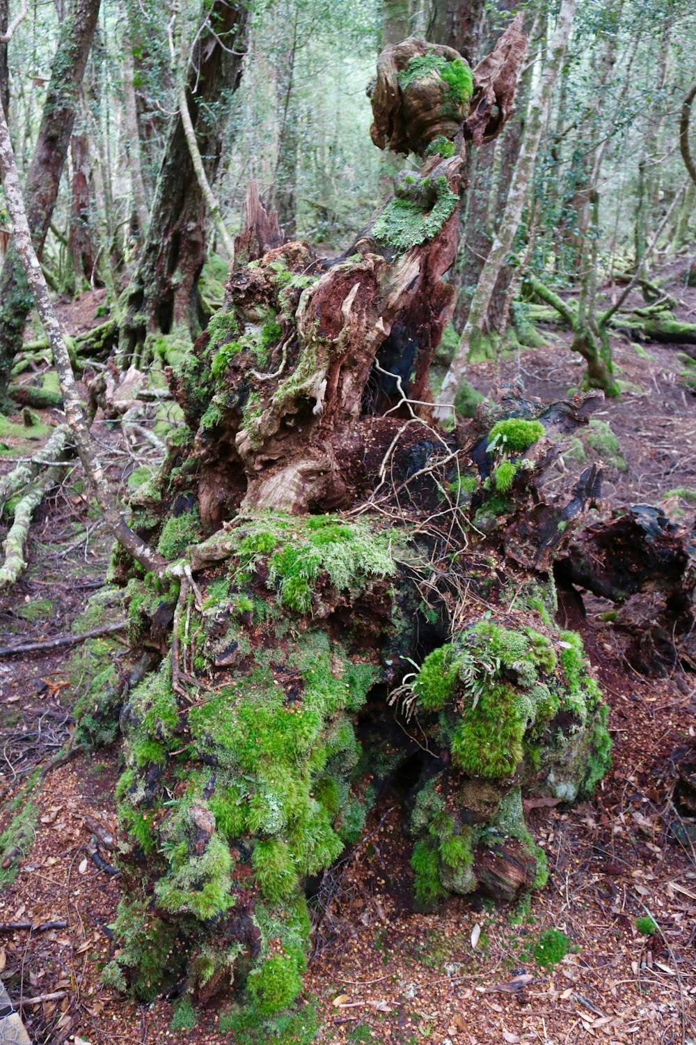 a tree stump covered in moss in a forest