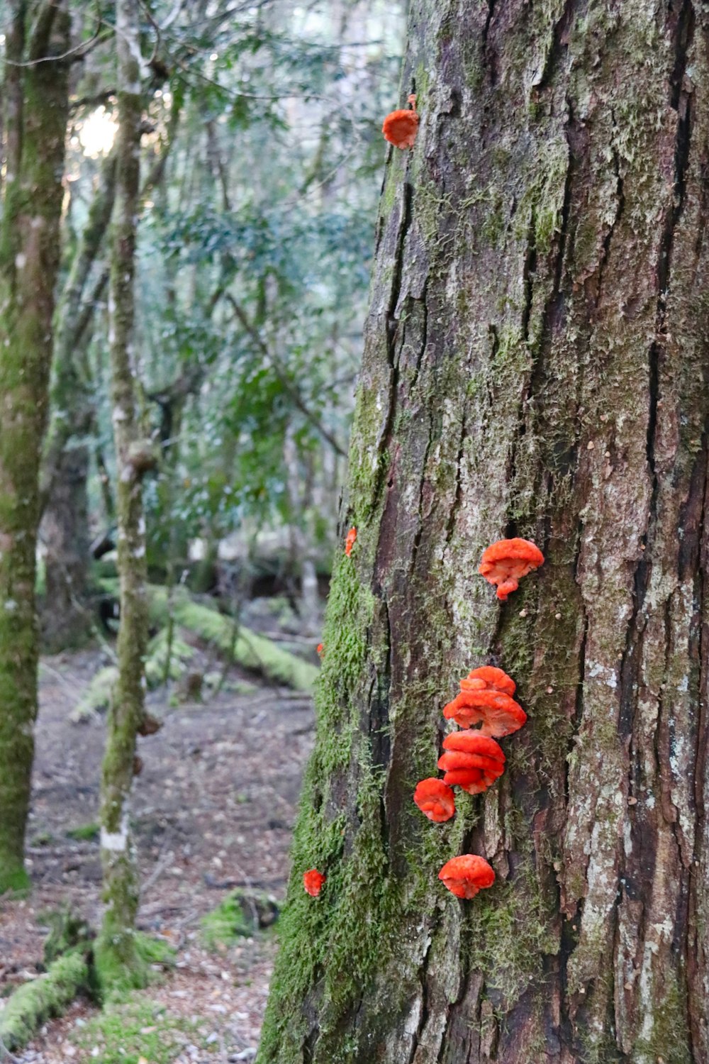 red mushrooms growing on a tree in the woods