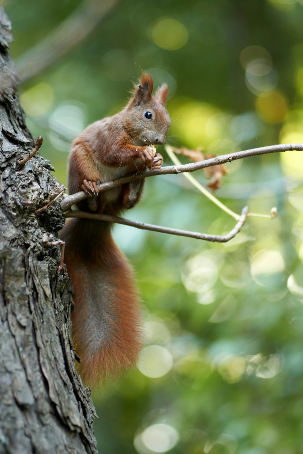 a squirrel is sitting on a tree branch