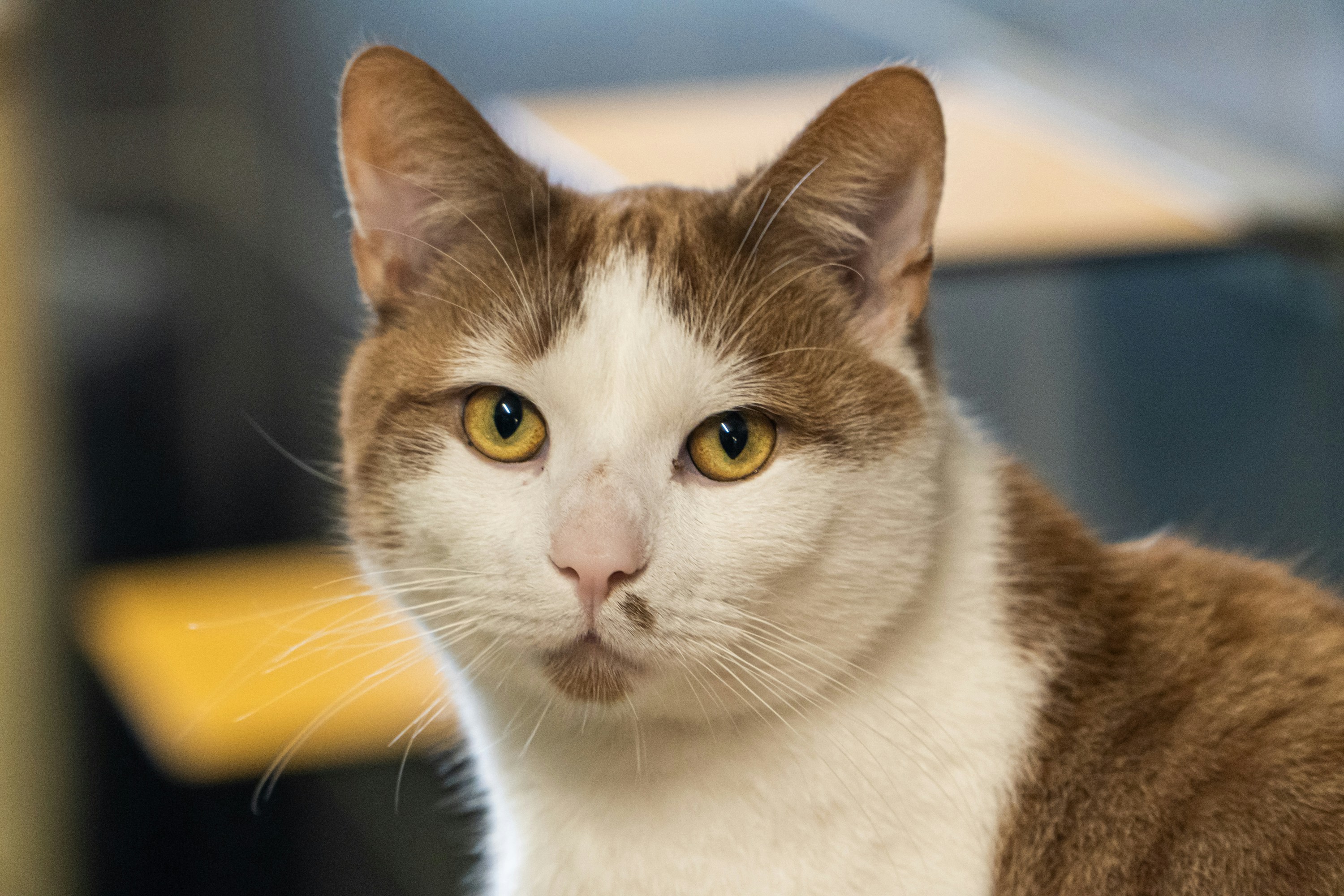 Portrait of an orange and white tabby heavy cat with yellow eyes looking into the camera