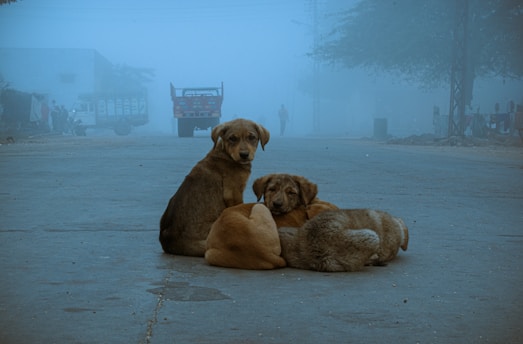 three dogs sitting on the ground in the fog