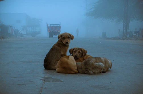 three dogs sitting on the ground in the fog