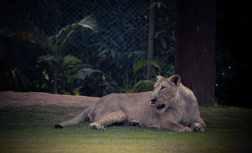 a large lion laying on top of a lush green field