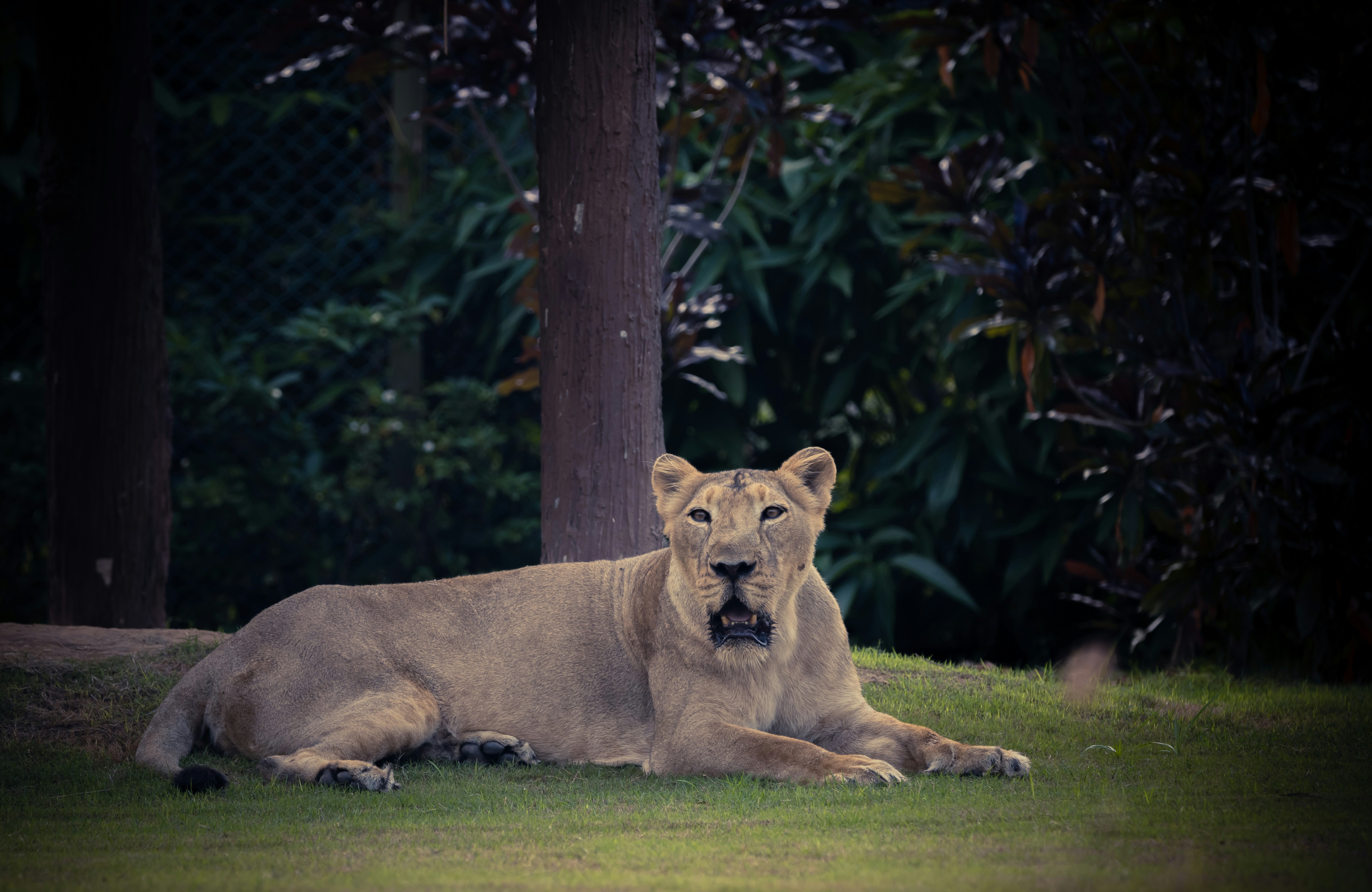 A large lion laying on top of a lush green field photo Free