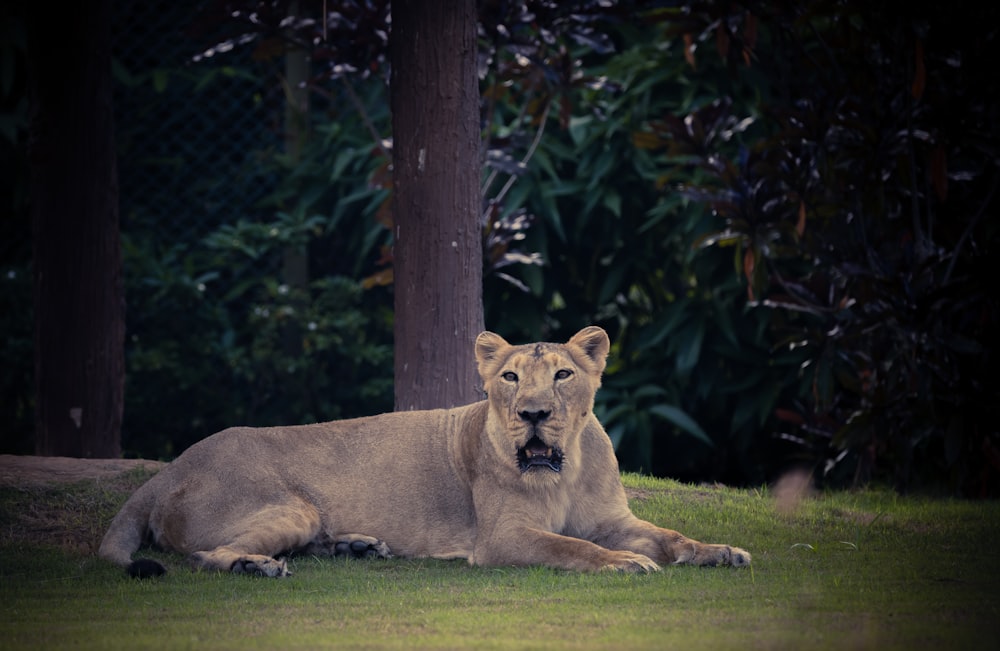 a large lion laying on top of a lush green field