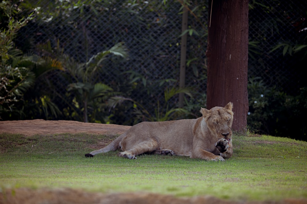 a large lion laying on top of a lush green field