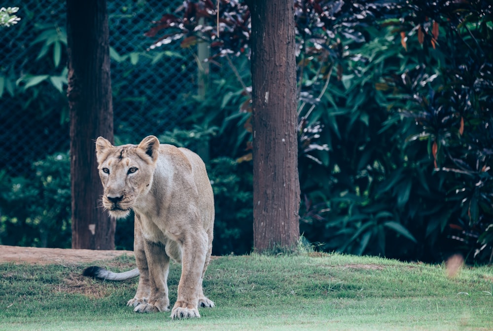 a lion standing on top of a lush green field