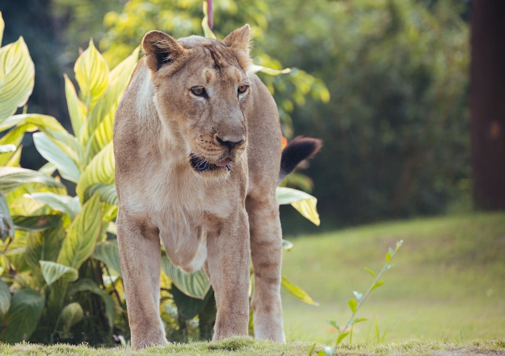 a close up of a lion on a field of grass