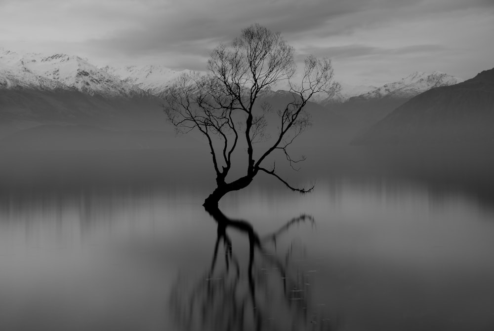Un árbol solitario en medio de un lago