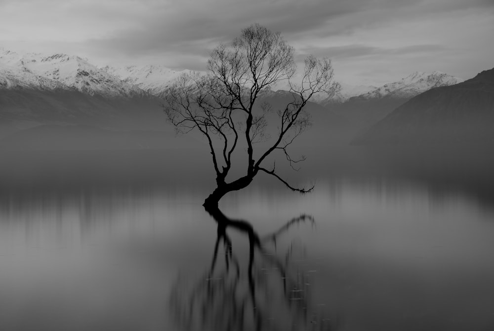 a lone tree in the middle of a lake