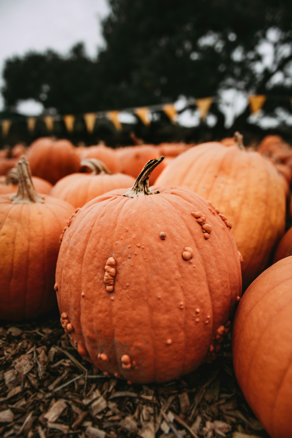 a group of pumpkins sitting on top of dry grass