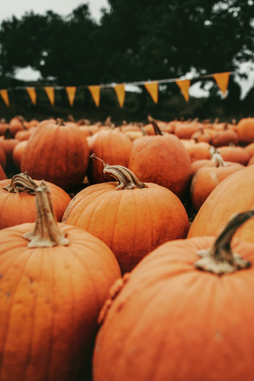 a large group of pumpkins sitting on top of a field