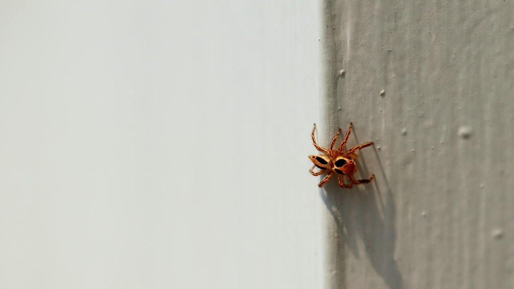 a spider crawling on the side of a wall