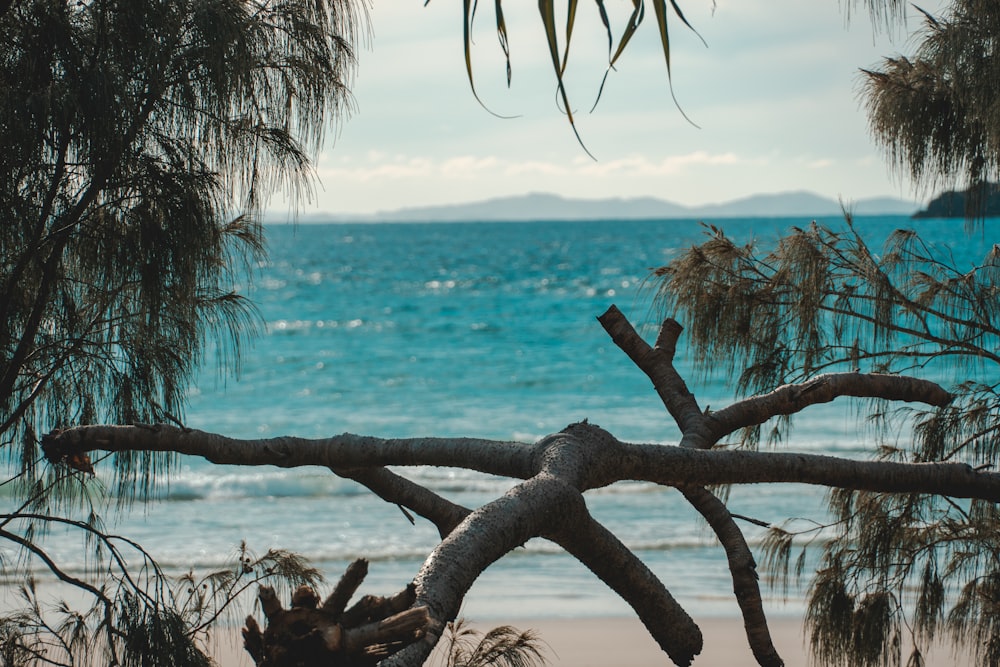 a branch of a tree on a beach