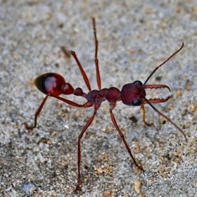 A close-up view of an ant with a reddish-brown body, showcasing its segmented body parts and large mandibles. It is standing on a textured grey surface, highlighting its detailed anatomy and long antennae.