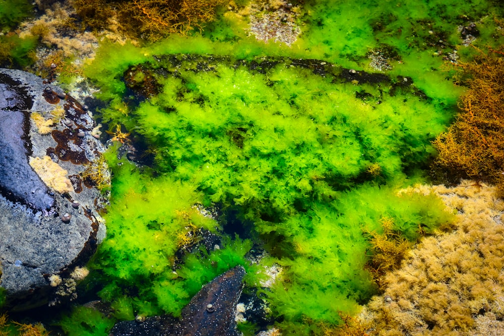 a green substance is on the ground next to a rock