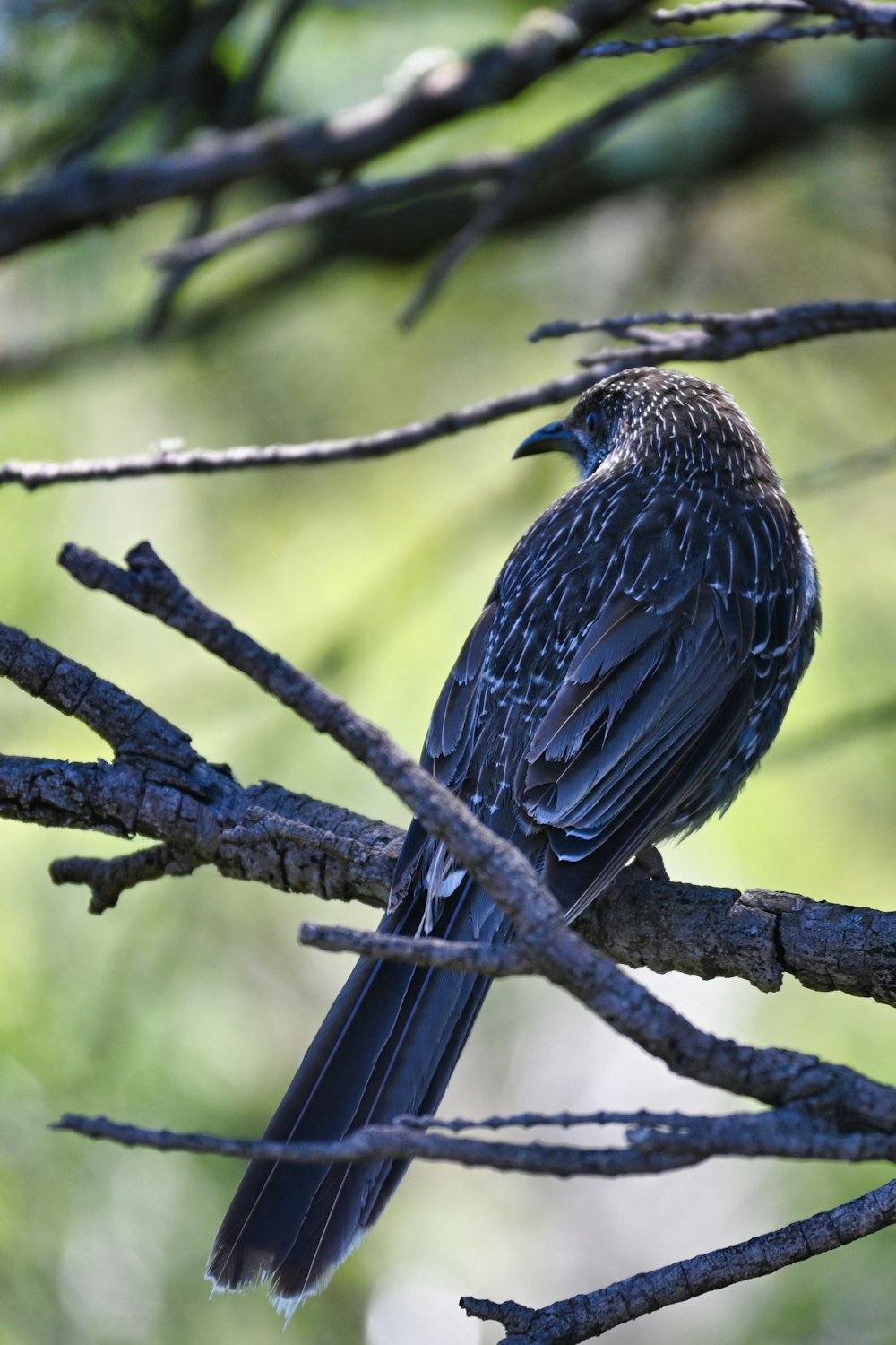 a black bird sitting on a branch of a tree