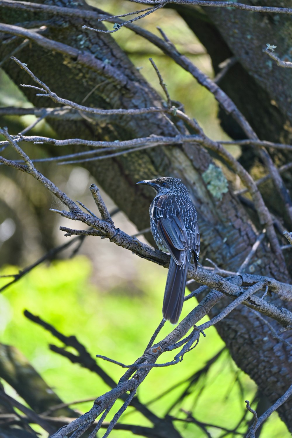 a small blue bird perched on a tree branch