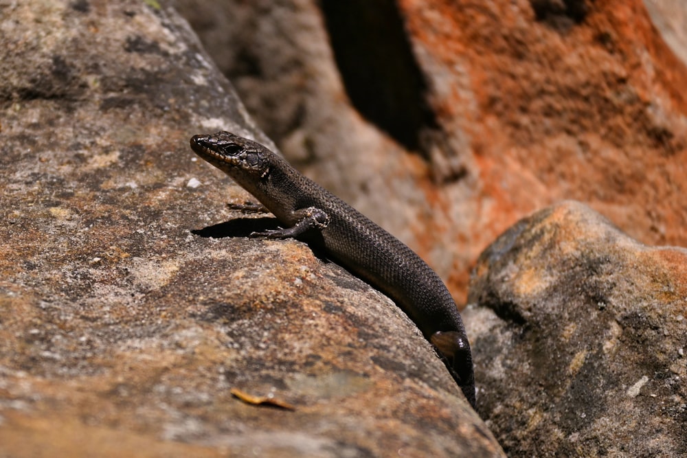 a lizard sitting on top of a large rock