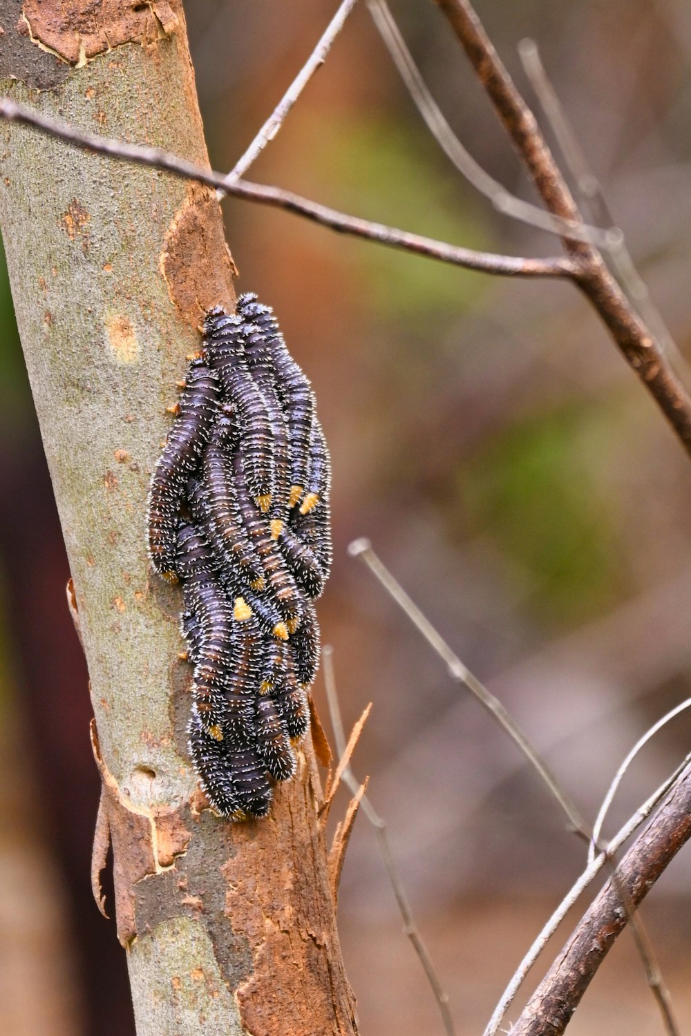 a caterpillar crawling on the side of a tree