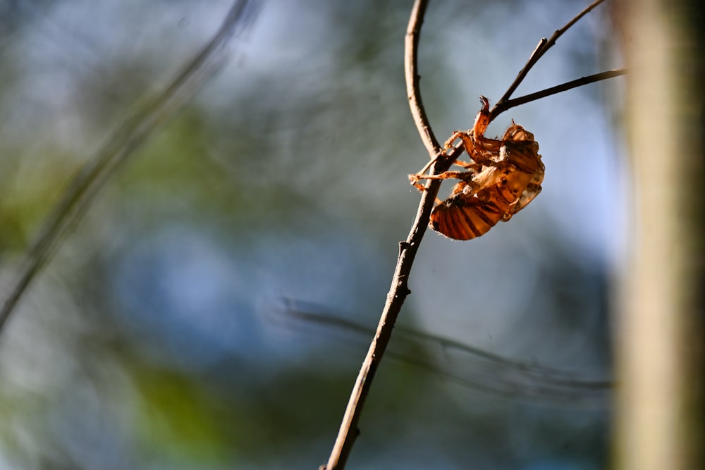 a bug on a tree branch with a blurry background