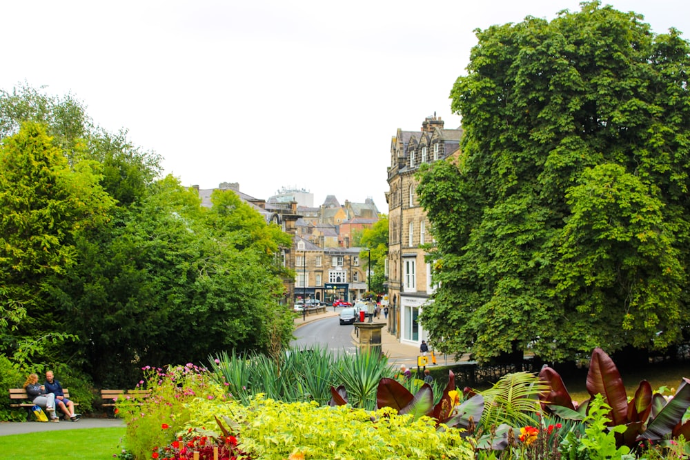 a lush green park filled with lots of trees