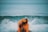 Two individuals wearing orange life vests and helmets are navigating a bright orange inflatable rescue boat through choppy ocean waters. Waves splash around as they move forward, showcasing a sense of action and movement.
