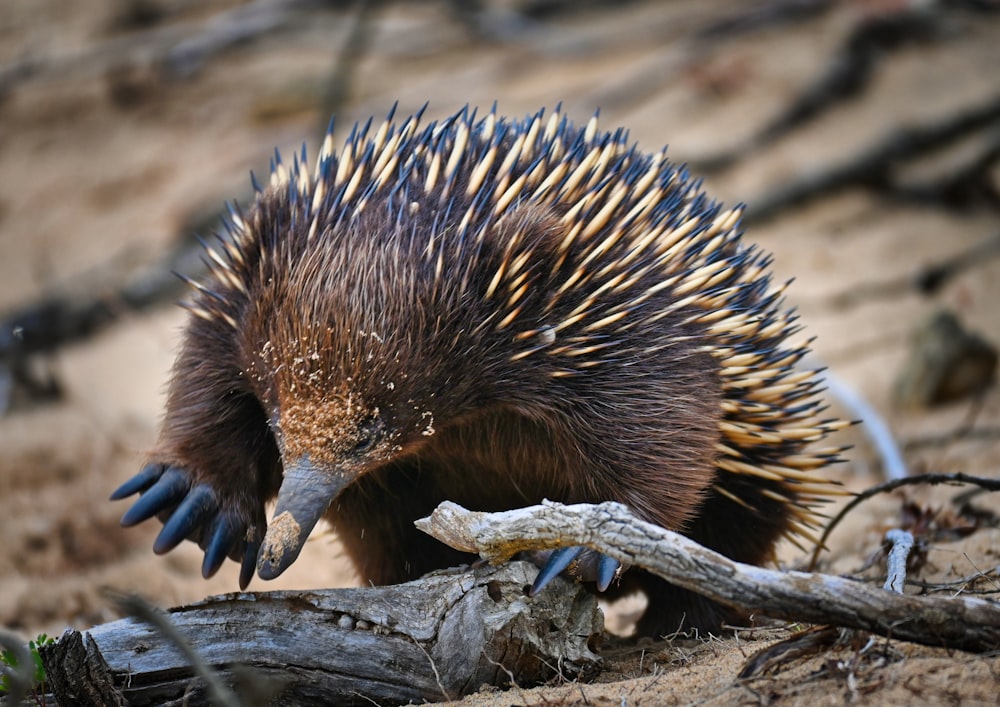 a porcupine standing on top of a dirt field