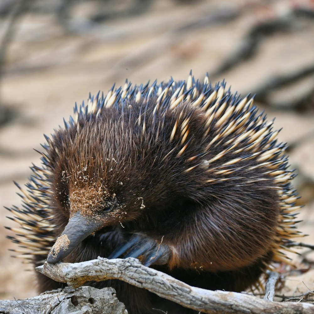 a porcupine sitting on top of a tree branch