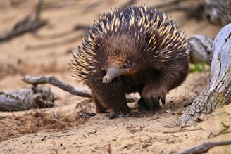 a porcupine is standing on the ground next to a tree