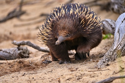a porcupine is standing on the ground next to a tree