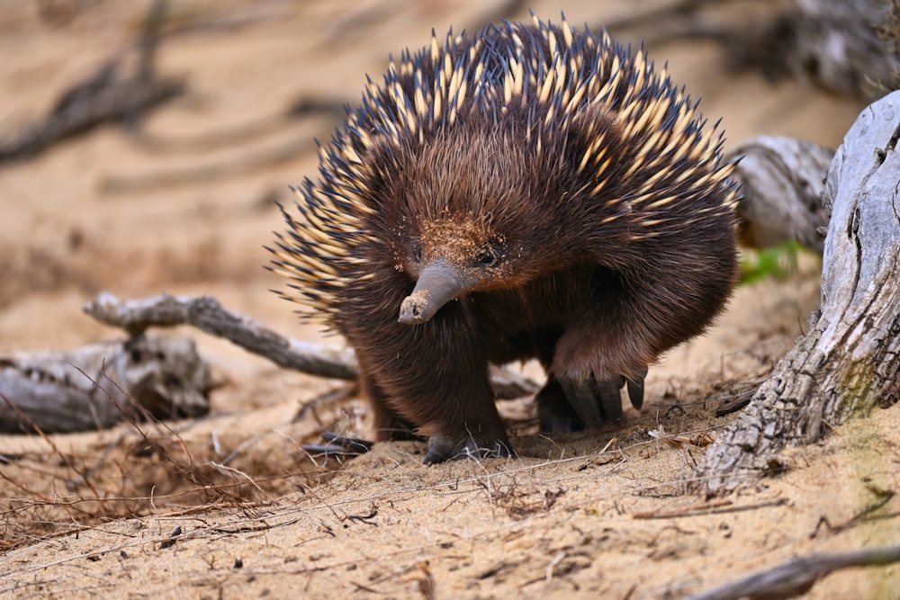 a porcupine is standing on the ground next to a tree